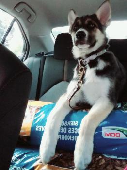 Sirius, Berger Allemand