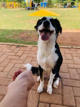 Arya, Border Collie