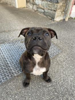 Tekson, Staffordshire Bull Terrier