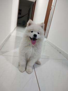 Luke, Samoyedo