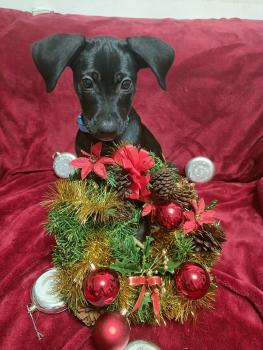 Nala, Labrador Retriever