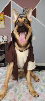 Kenobi, Perro Pastor Alemán