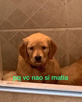 Rhaella, Golden Retriever