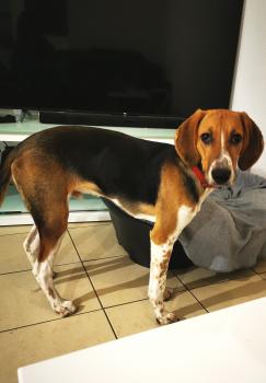 Wrex, Altri cani