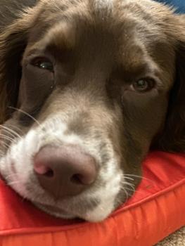Patsy, Springer spaniel inglés
