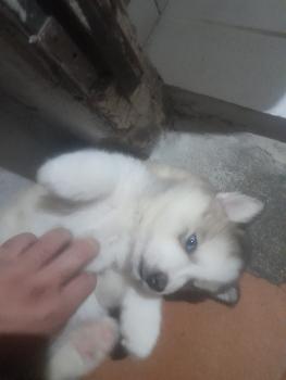 Fantasma, Siberian Husky