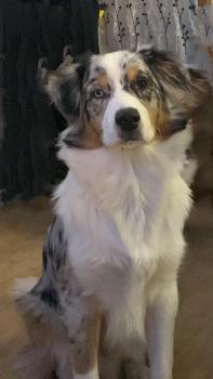 Yuki, Australian Shepherd