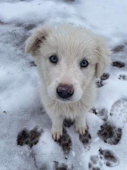 Snow, Pyrenean Mountain Dog