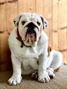 Léon, Bulldog