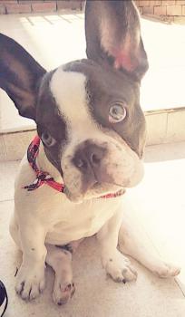 Dollar Spike, Bulldog Francés