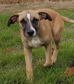 Tyson, Cane da pastore belga
