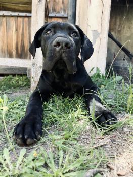 Blackie, Cane Corso