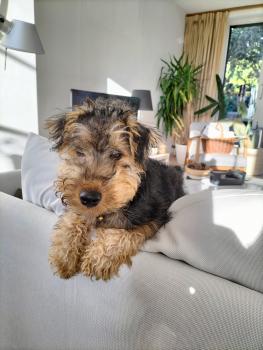 Thelma, Welsh Terrier