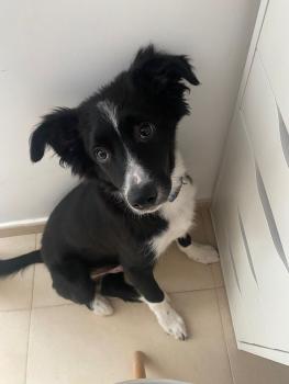 Goiko, Border Collie