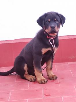 Ego, Rottweiler