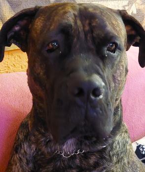 Jackson, Dogo Canario