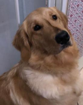 Olympia, Golden Retriever