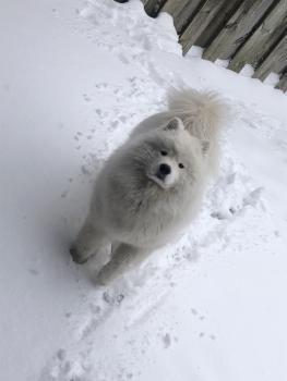 Melocoton, Samoyedo