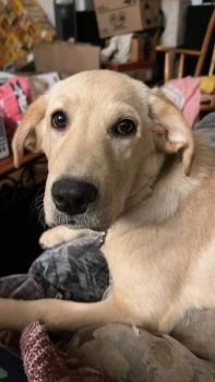 Fay, Golden Retriever