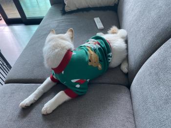 Kem, Shiba Inu Japonés