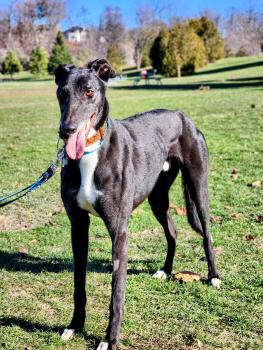 Tom, Greyhound