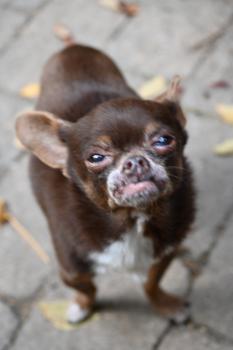 Mokie, Chihuahua