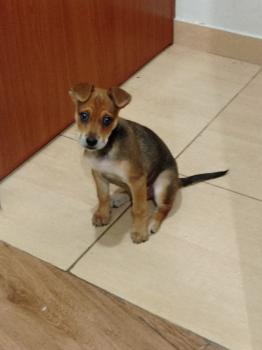 Frida, Otros perros