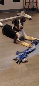 Tiboo, Border Collie