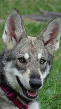 Pema, Saarloos Wolfhund