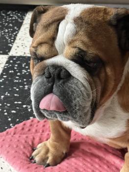 Jacob, Bulldog