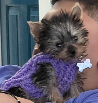 Malvido, Yorkshire Terrier