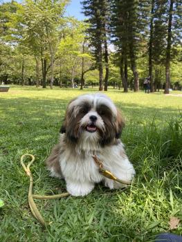 Antônio, Shih Tzu