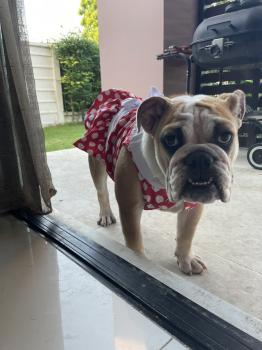 RIBEYE, Bulldog