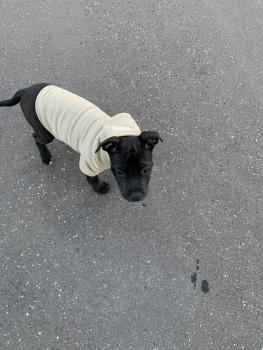 Thor, Staffordshire Bull Terrier