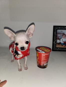 Nala, Chihuahua