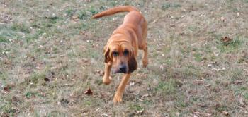 Duke, Bloodhound (chien de sainthubert)