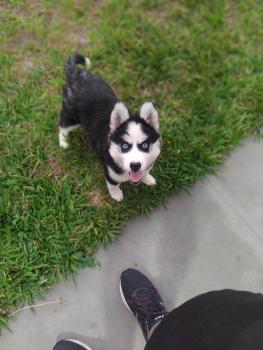 Stella, Husky Siberien