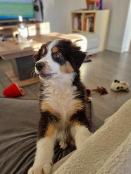 Teddy, Australian Shepherd