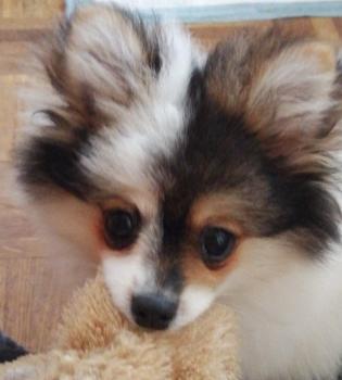 Yumi, Spitz