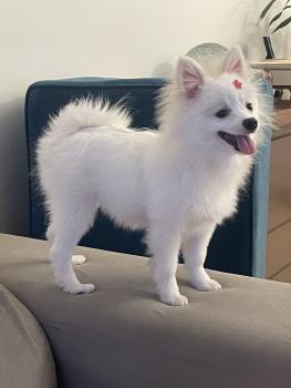 Lizzie, Keeshond