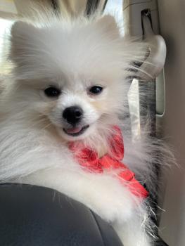 Pipo, Keeshond