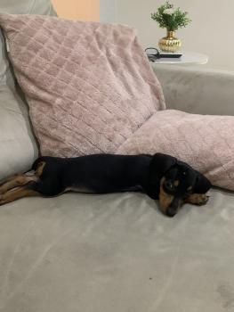 Meg Soares, Dachshund (Pelo Largo)