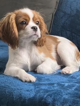 Romy, Cavalier King Charles Spaniel