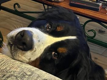 Moka, Boyero De Berna