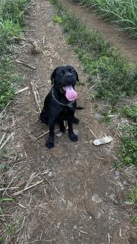 Sati, Cane Corso