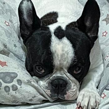 Rock, Bulldog Francés