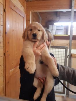 Jia, Golden Retriever