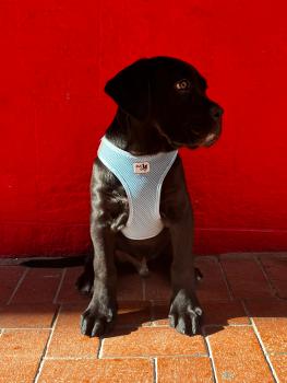 KRATOS, Cane Corso