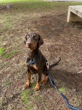 Bella, Dobermann