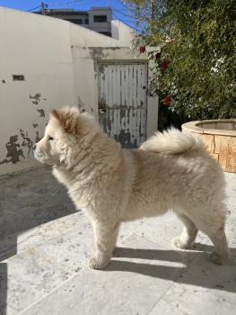 Iris, Chow Chow